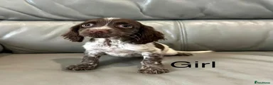 Cocker Spaniel 6