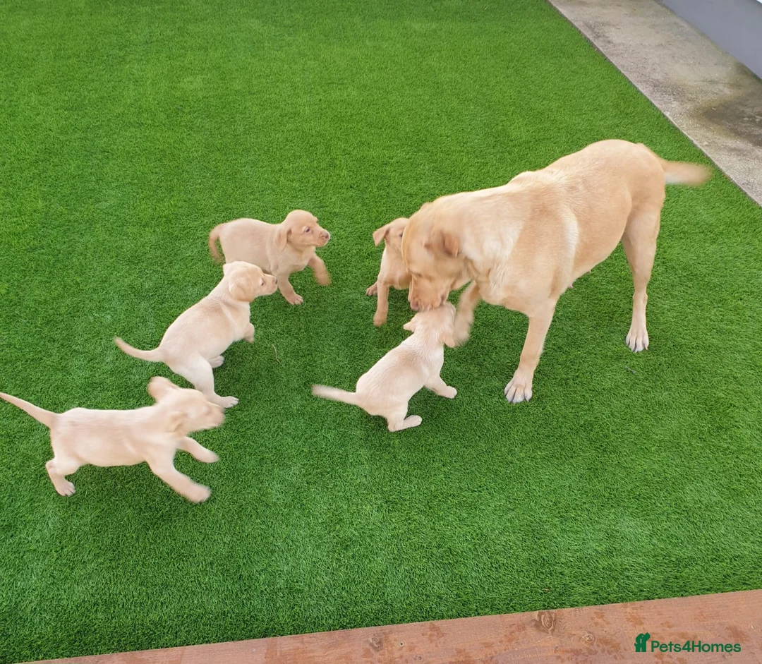 Labrador Retriever dogs for stud: Fox red Labrador up for stud duties ( PROVEN)  in Hengoed - Advert 9