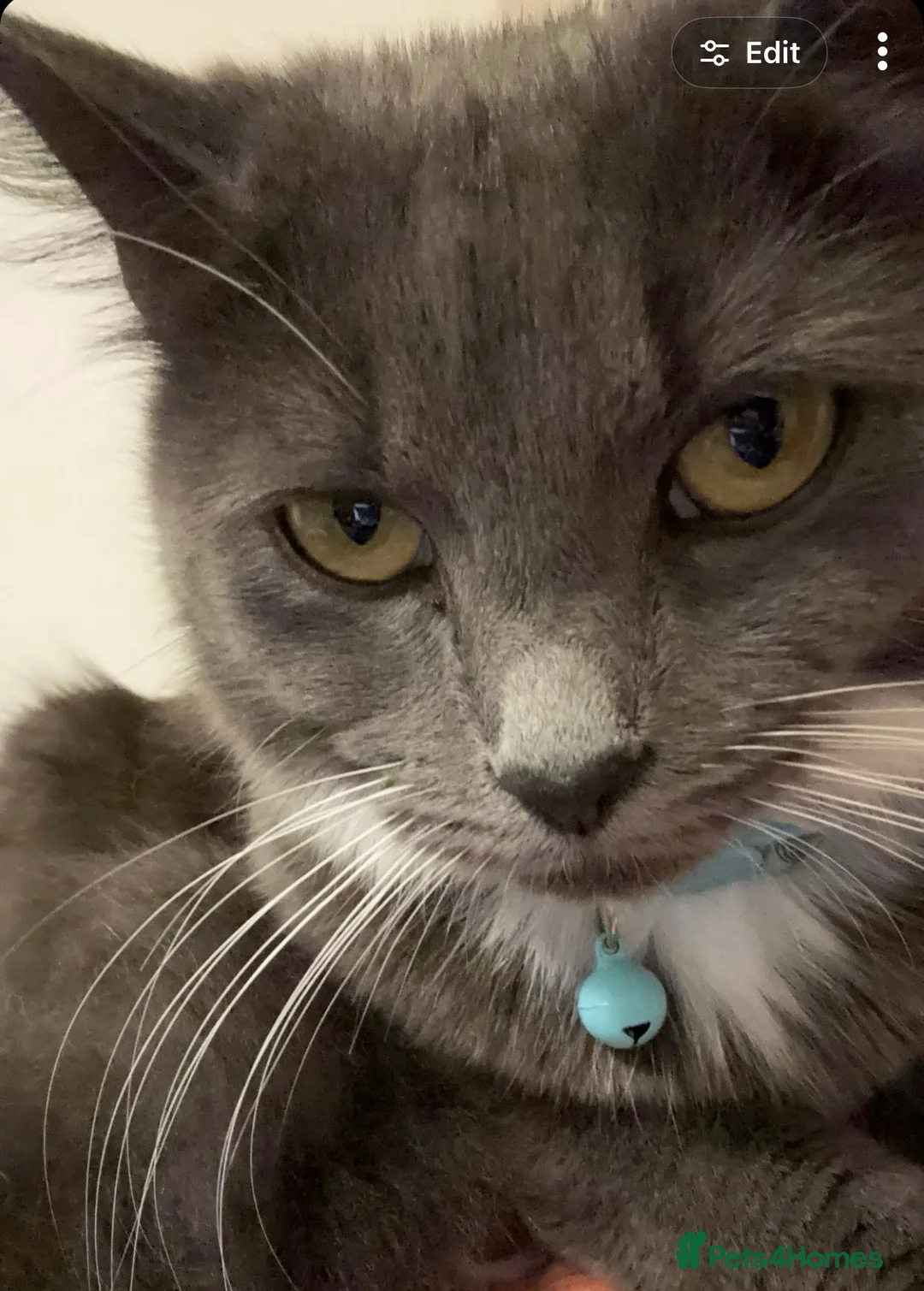 Mixed Breed cats for sale: Dolly searching for new home  - Advert 1