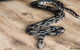 Snake reptiles for sale: Male Boa Constrictor and Custom Vivarium Equipped - Advert 2