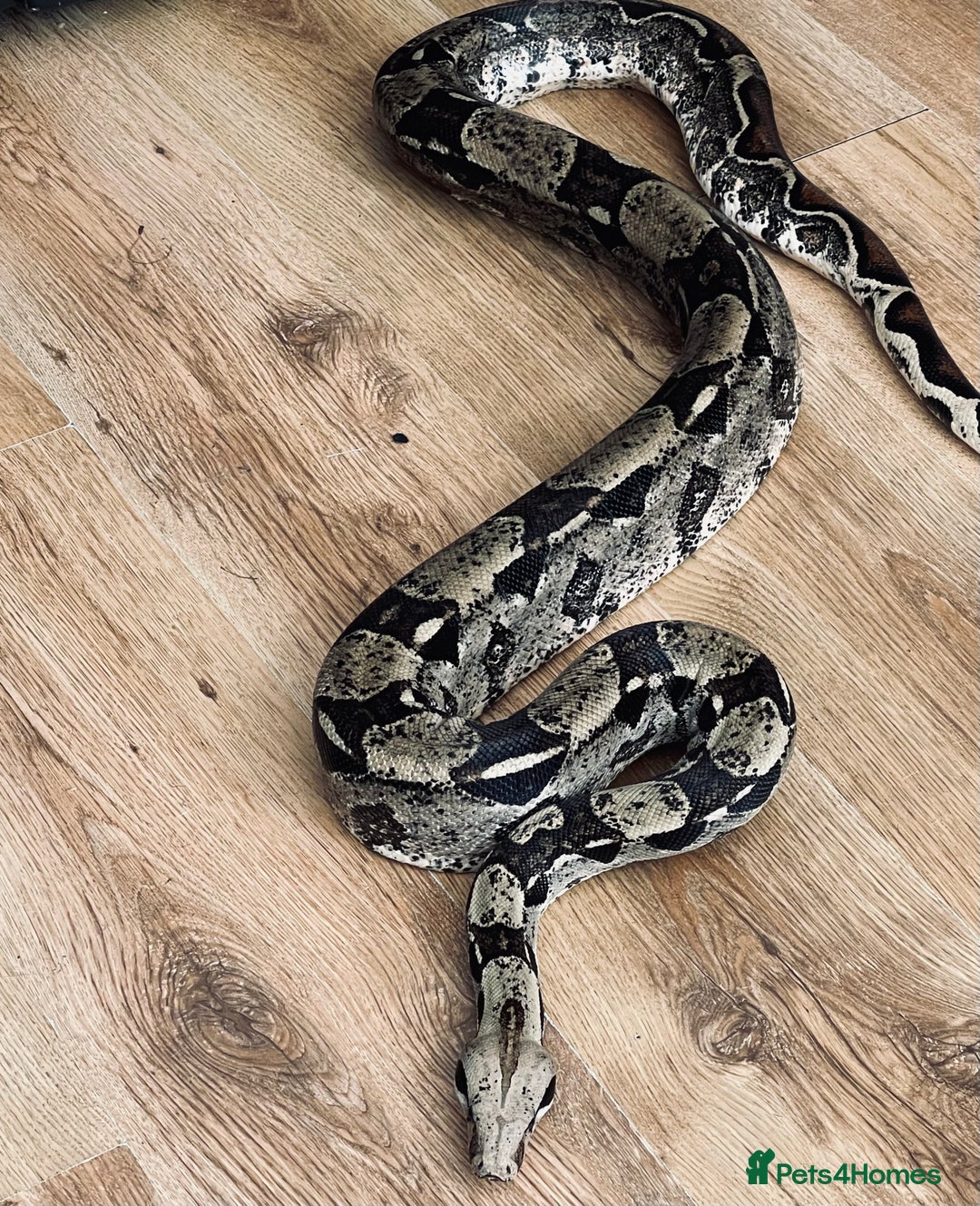 Snake reptiles for sale: Male Boa Constrictor and Custom Vivarium Equipped - Advert 2
