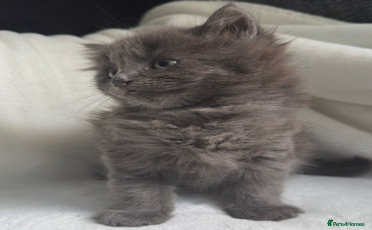 British Longhair cats - Advert 3
