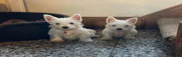 West Highland Terrier dogs for sale: Beautiful Westie puppies for sale  - Advert 12
