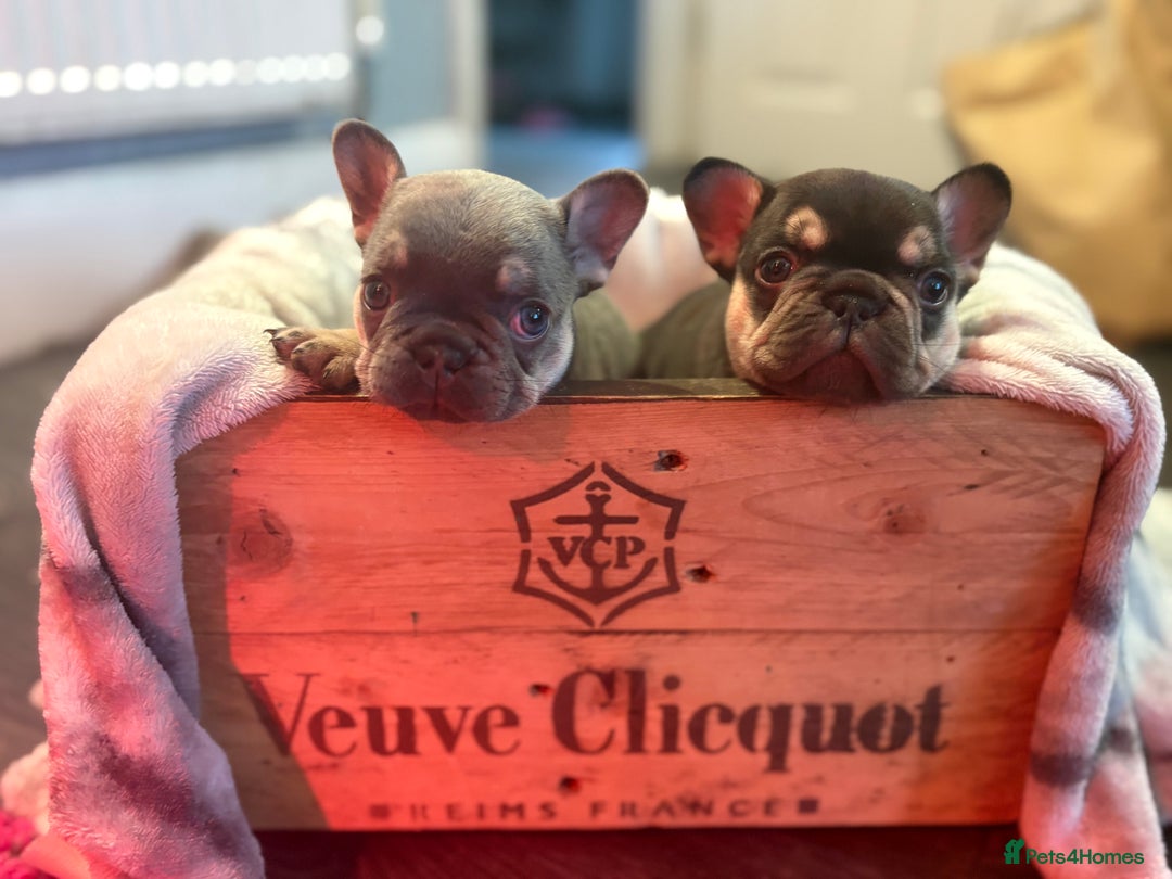French Bulldog dogs for sale: Chunky French bulldog puppies  - Image 9
