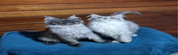 Maine Coon cats for sale: Maine Coon GCCF pedigree registered kittens - Advert 13