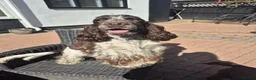 Cocker Spaniel dogs for stud: Show cocker spaniel proven stud - Advert 3