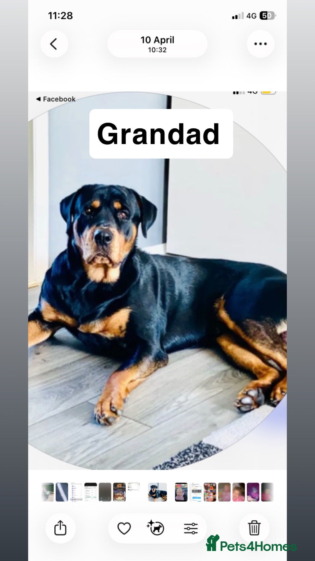 Rottweiler dogs Rottweiler puppies  - Advert 2