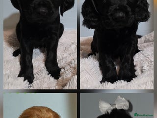 Cocker Spaniel dogs - Advert 21