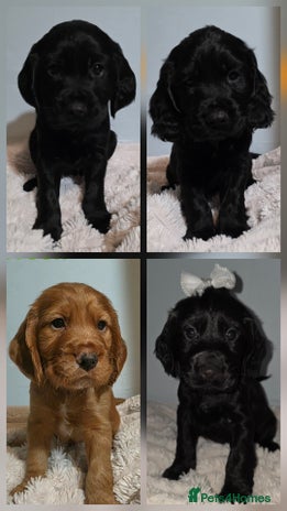 Cocker Spaniel dogs - Advert 5