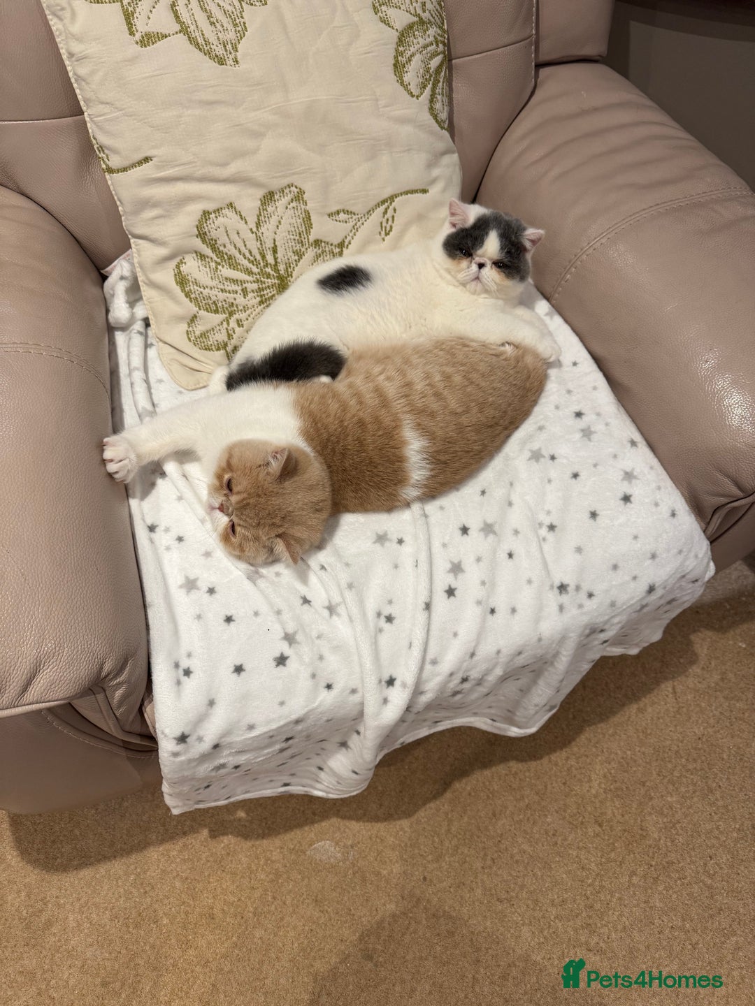 Exotic cats for sale: Outstanding quality exotic kittens  Champion lines - Advert 7