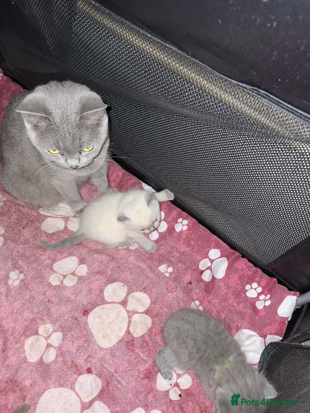 British Longhair cats for sale:  Beautiful British Long haired Short haired kitten - Advert 3