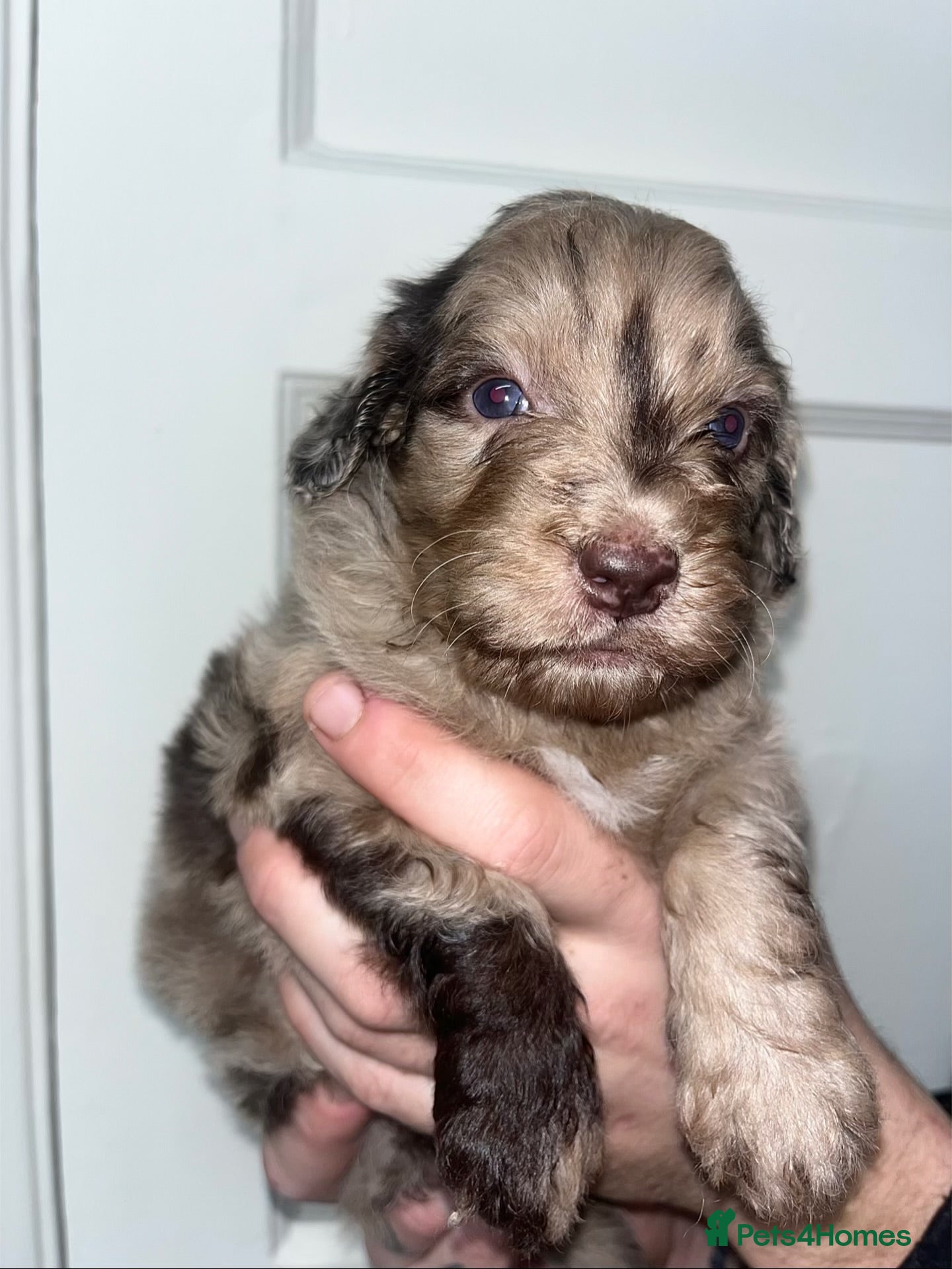 Sproodle dogs Sproodle puppies - Advert 3