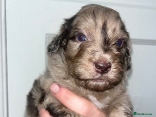 Sproodle dogs Sproodle puppies - Advert 3