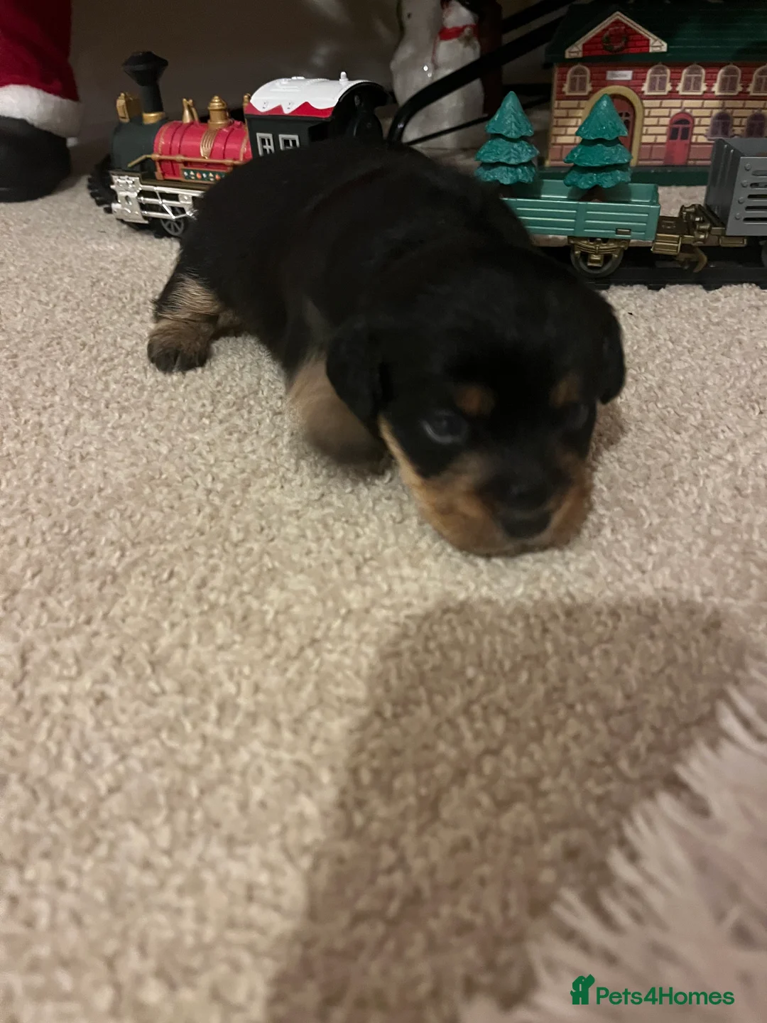 Jack Russell dogs for sale: ❌ sold ❌Jack Russel puppies - Advert 10