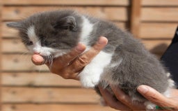 Ragdoll cats for sale: Fluffy Ragdoll cross kittens  - Image 5