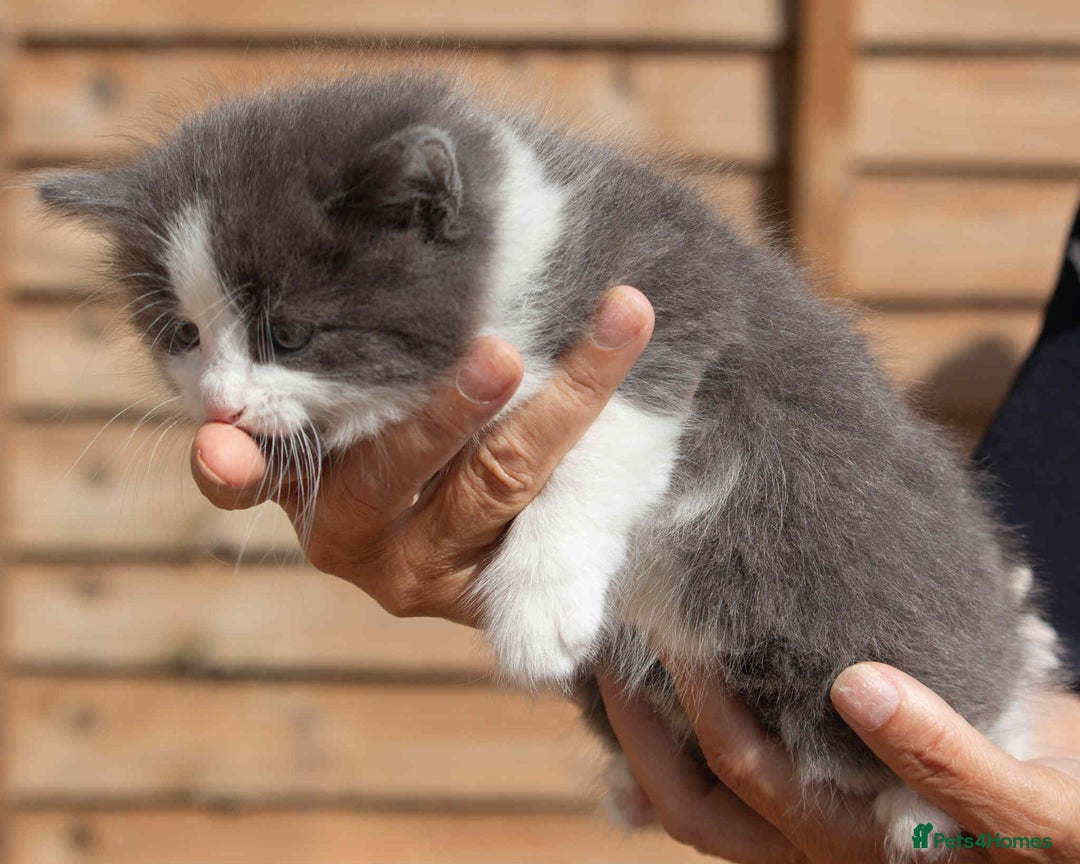 Ragdoll cats for sale: Fluffy Ragdoll cross kittens  - Image 5
