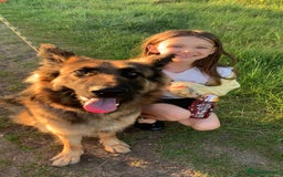 German Shepherd dogs for sale: Female German shepherd  - Image 3