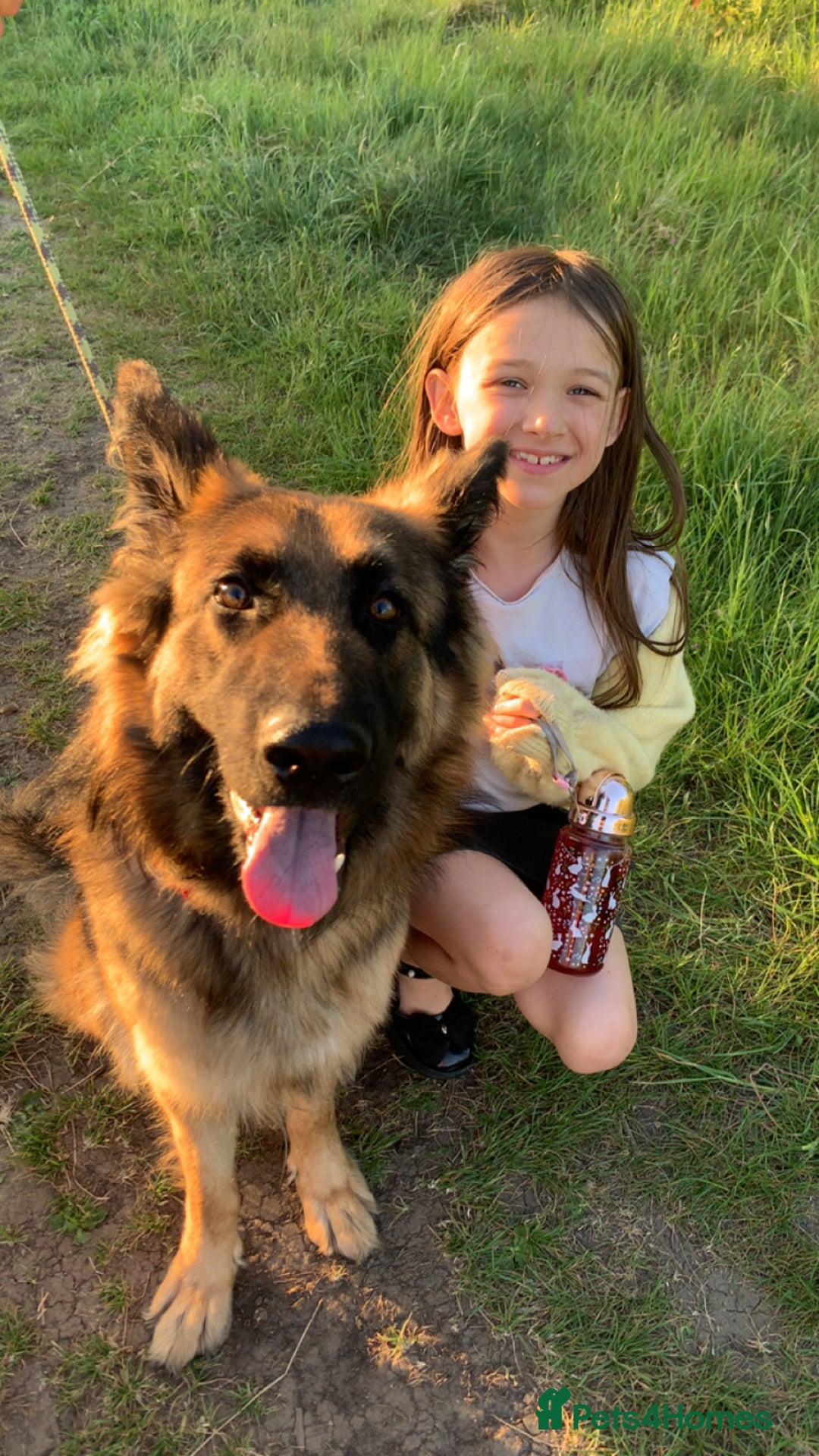 German Shepherd dogs for sale: Female German shepherd  - Image 3