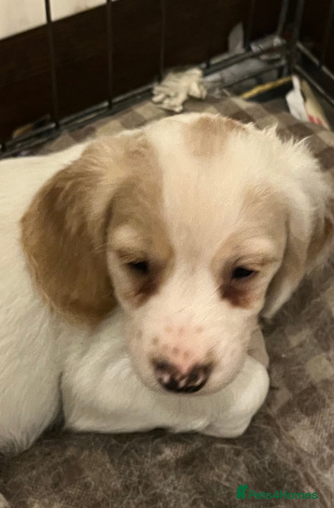 Cocker Spaniel dogs for sale: Working Cocker Spaniels - Image 3