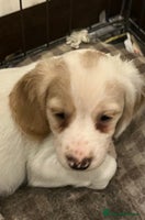 Cocker Spaniel dogs - Advert 5