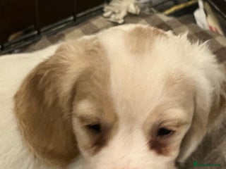 Cocker Spaniel dogs - Advert 13