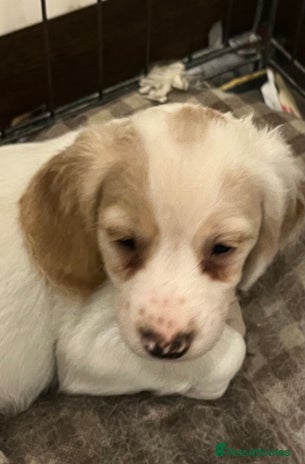 Cocker Spaniel dogs - Advert 13