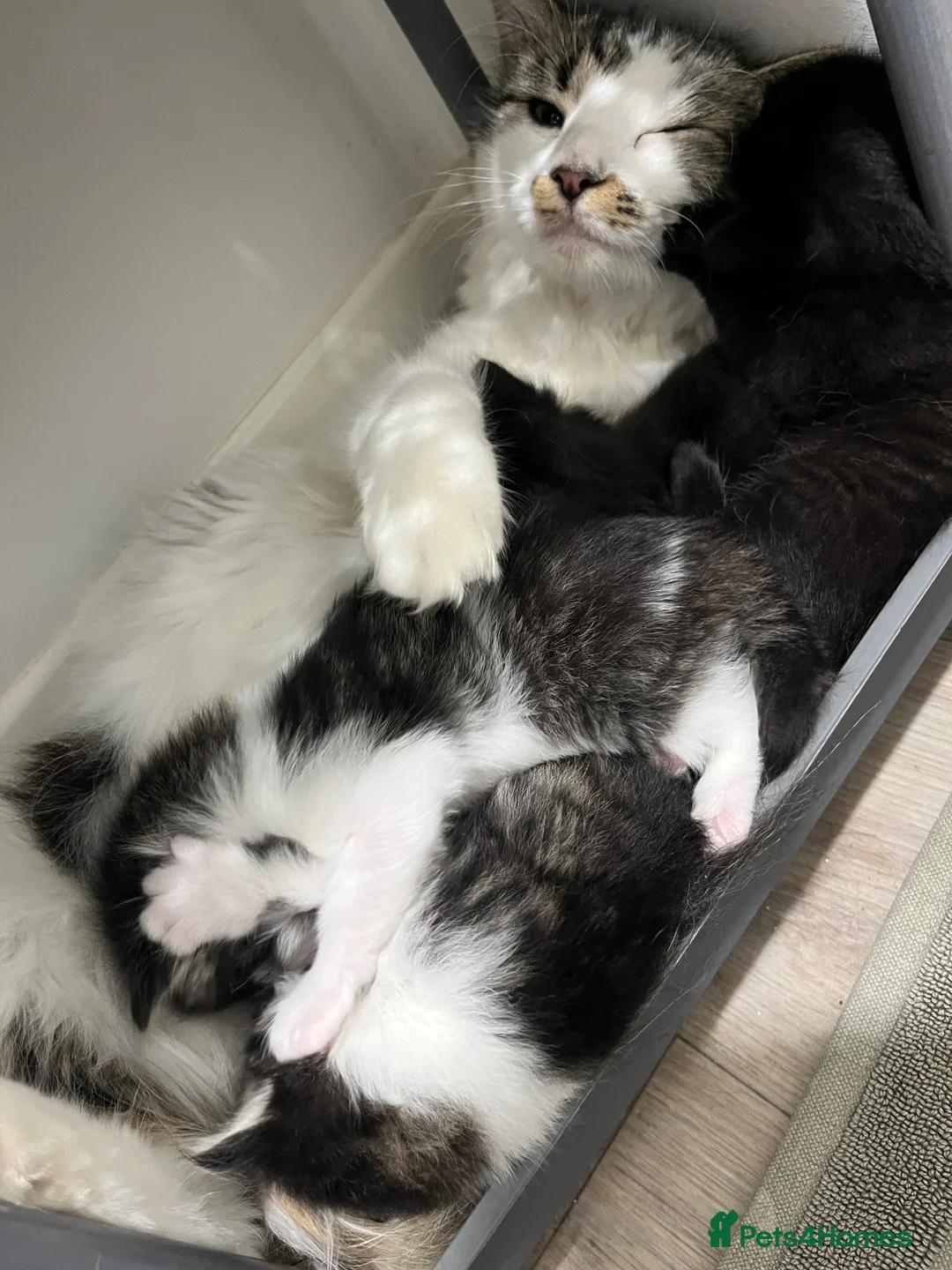 Mixed Breed cats for sale: Kittens for sale in Burford - Advert 10