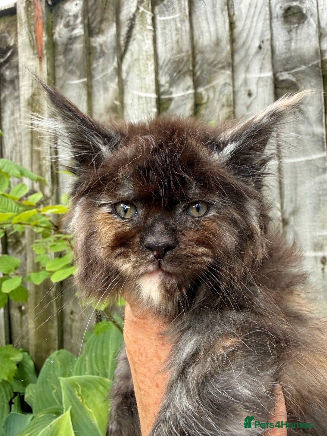 Maine Coon cats ANDERPRIDE has new Cub arrivals  - Advert 1