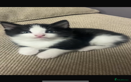 British Shorthair cats for sale: Beautiful tuxedo kittens - Image 12