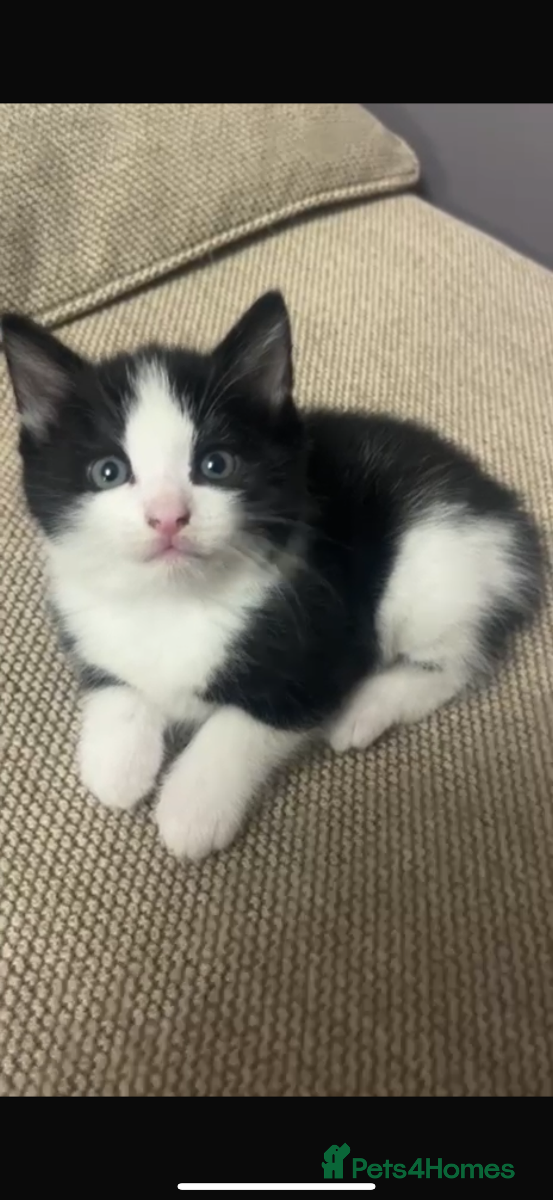British Shorthair cats for sale: Beautiful tuxedo kittens - Image 12