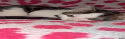 Mixed Breed cats for sale: Gorgeous kittens in Dukinfield - Advert 12
