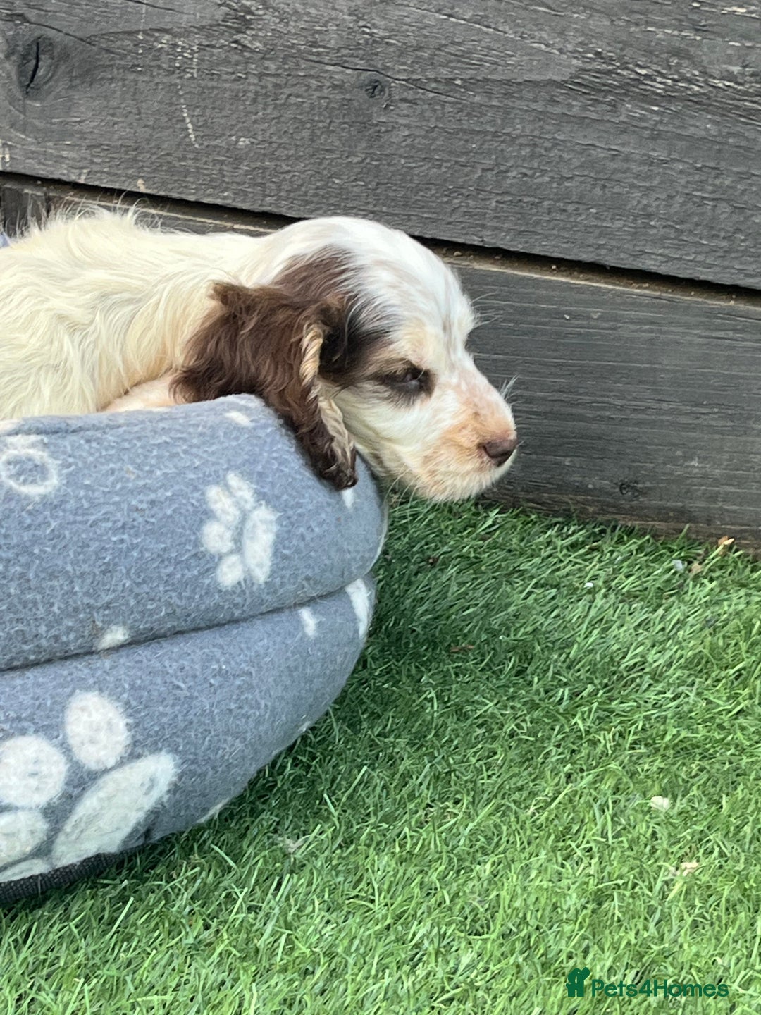 Cocker Spaniel dogs for sale: ❤️Gorgeous, Happy, Healthy, Spaniel babies 💙 - Image 28