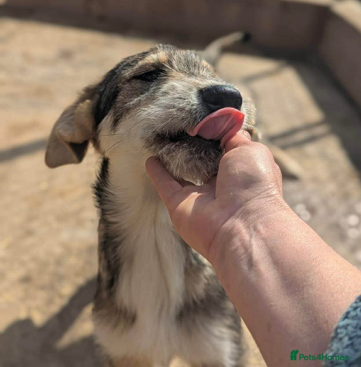 Mixed Breed dogs Aspen  - Advert 12