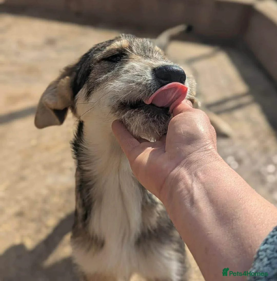 Mixed Breed dogs for adoption: Aspen  in March - Advert 1