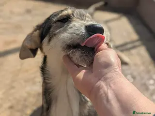 Mixed Breed dogs Aspen - Advert 12