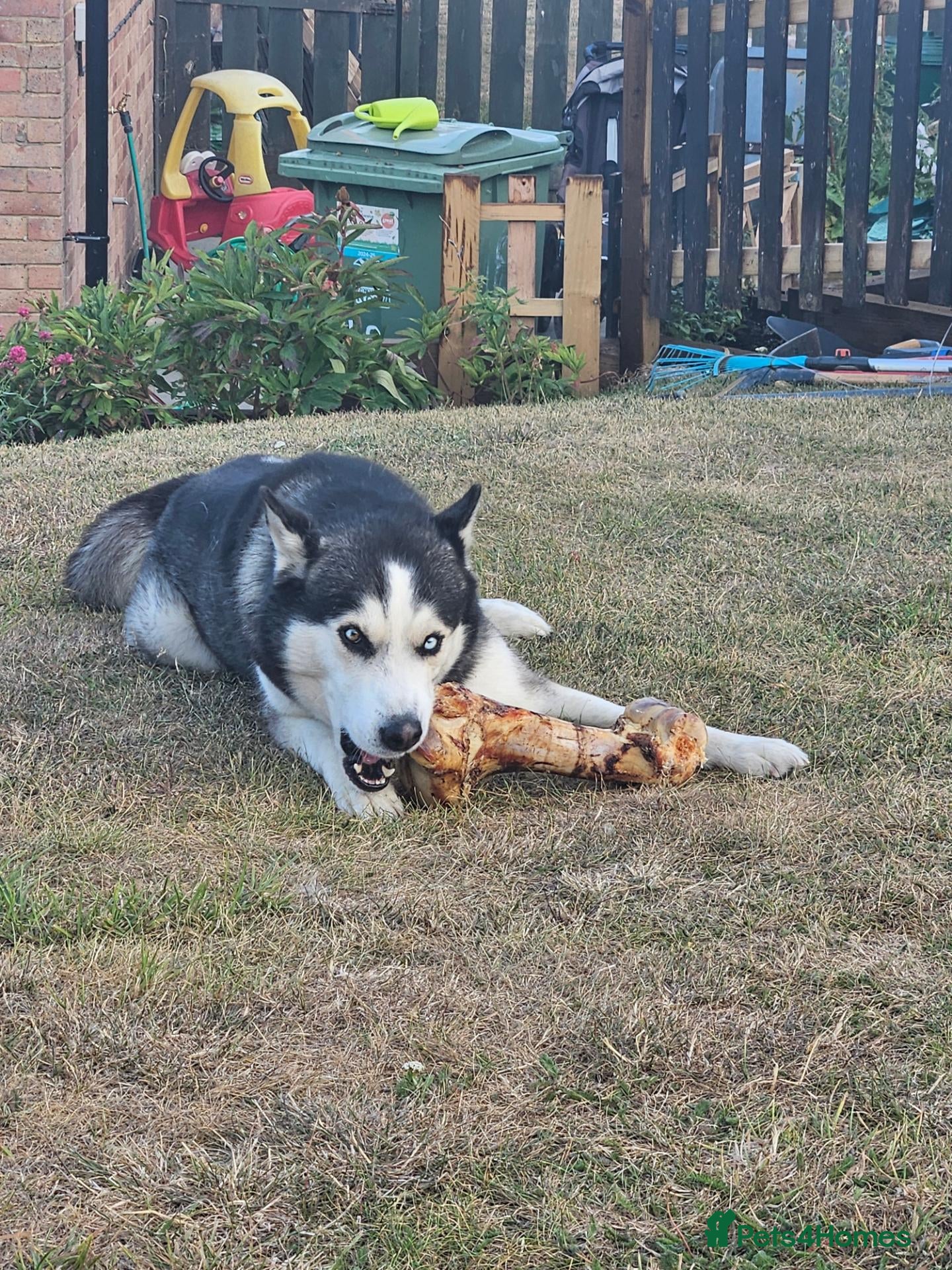 Siberian Husky dogs Bicolor gorgeous siberian husky for stud - Advert 1