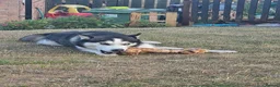 Siberian Husky dogs for stud: Bicolor gorgeous siberian husky for stud - Advert 1