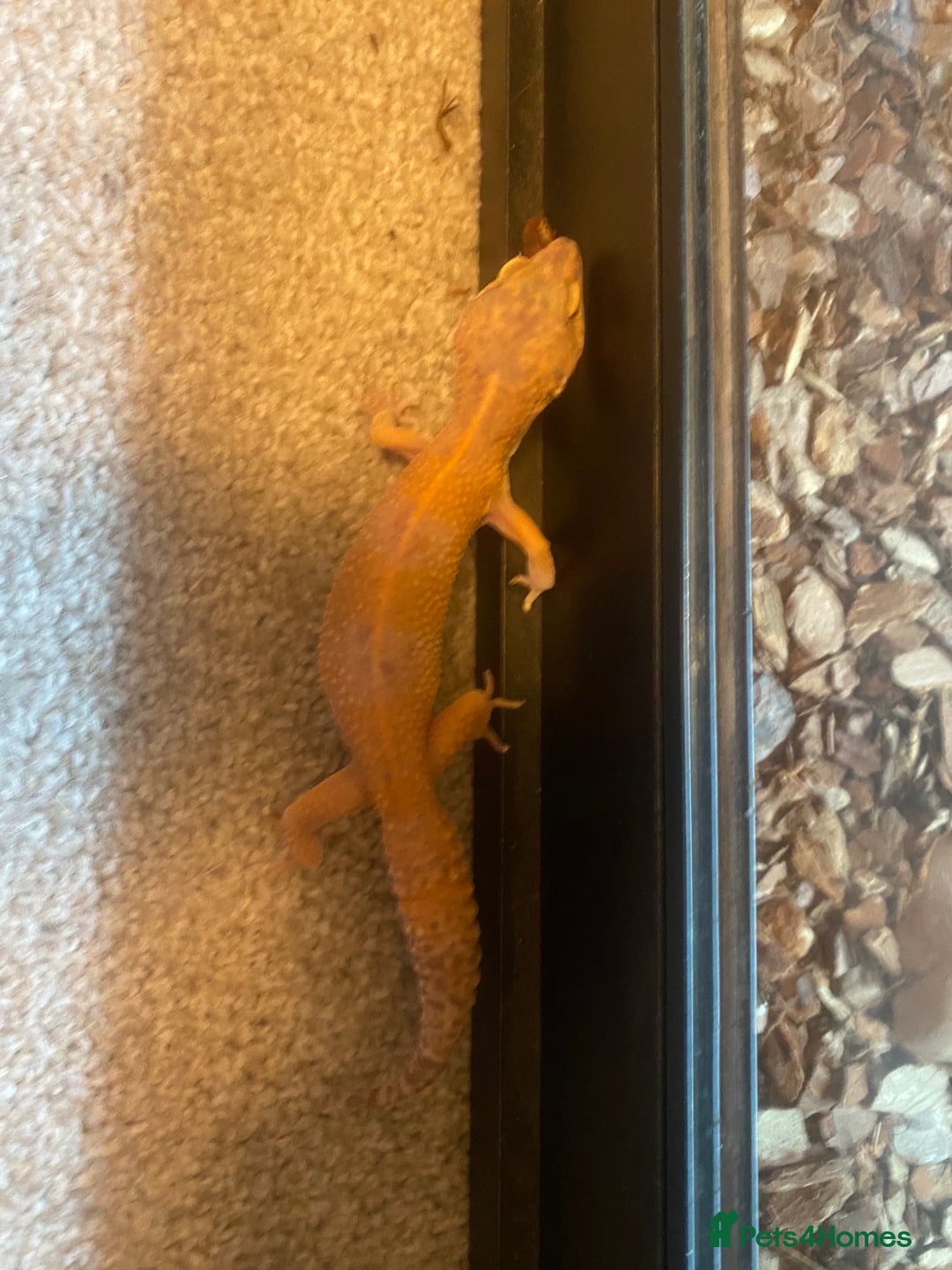Leopard Gecko reptiles for sale: LEOPARD GECKOS + SETUP - Image 5