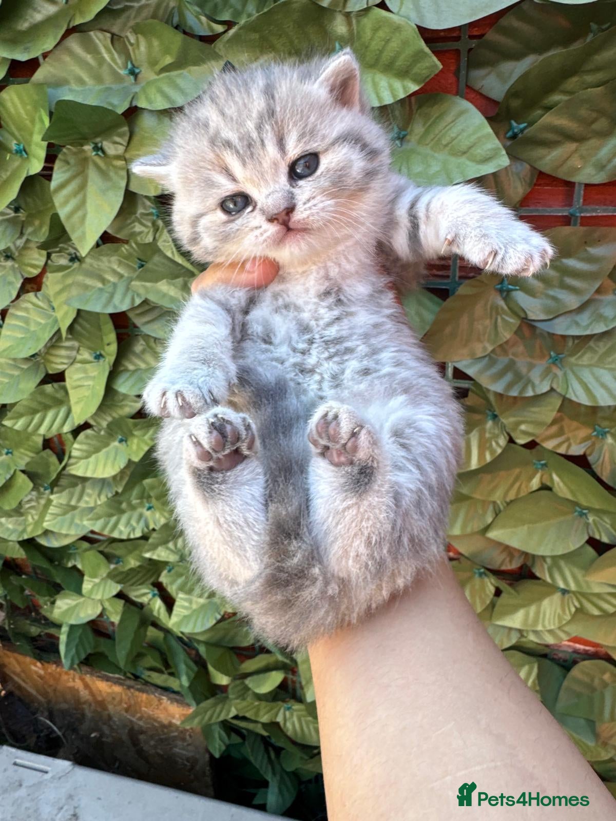 British Shorthair cats Blue silver tipped beauty's for sale *GCCF* - Advert 2