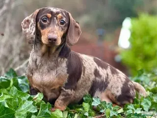 Miniature Dachshund dogs KC Pra clear chocolate dapple at stud - Advert 5