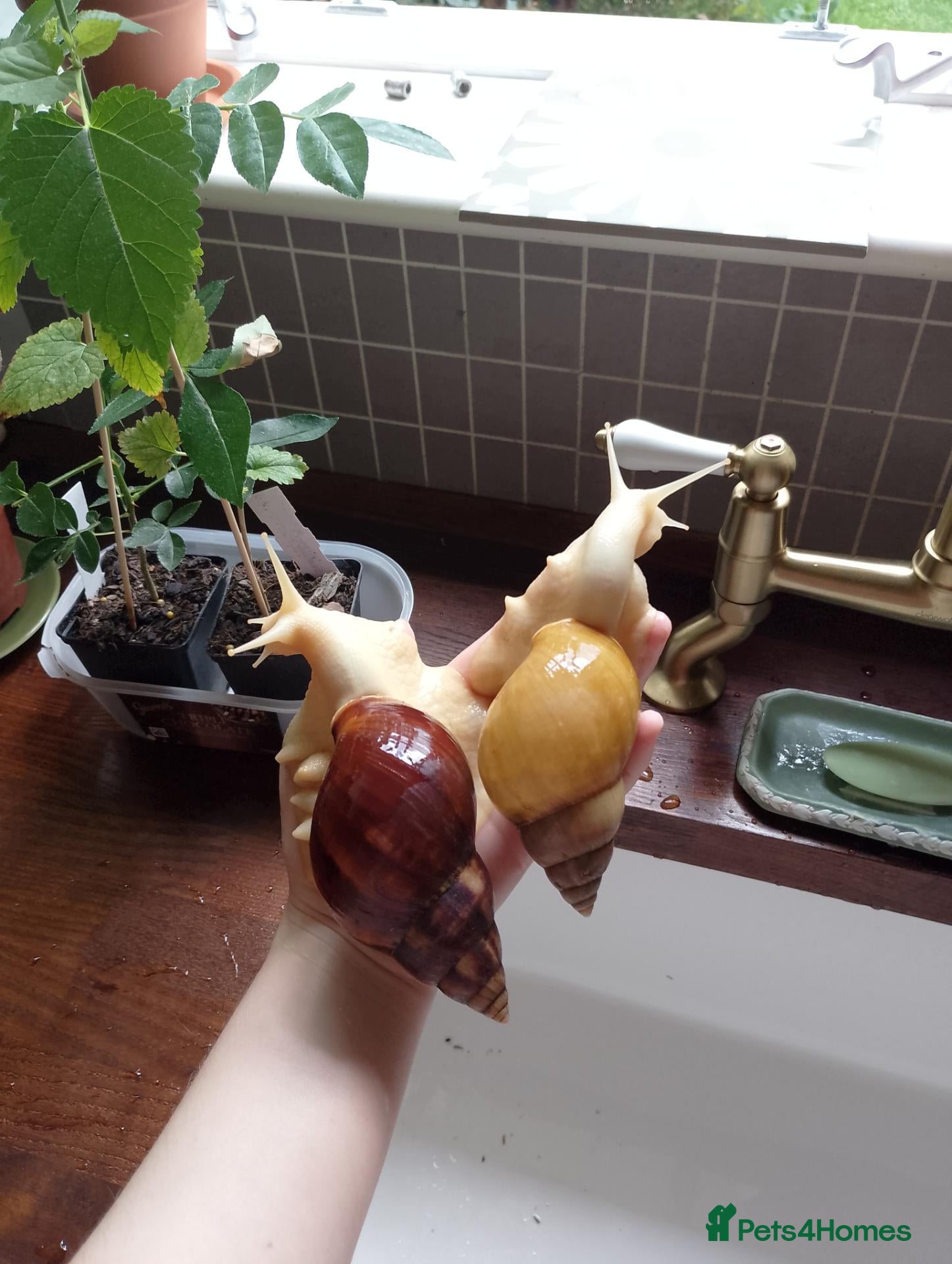 Snails invertebrates Baby giant African land snails - Advert 7