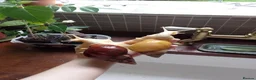 Snails invertebrates for sale: Baby giant African land snails in Worcester - Advert 1