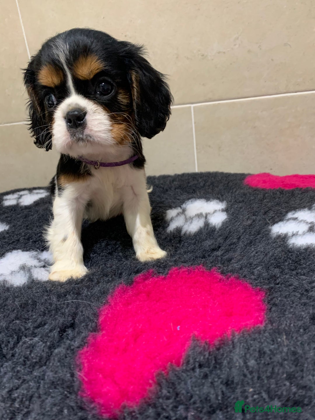 Cavalier King Charles Spaniel dogs for sale: Cavalier King Charles spaniel  - Image 6