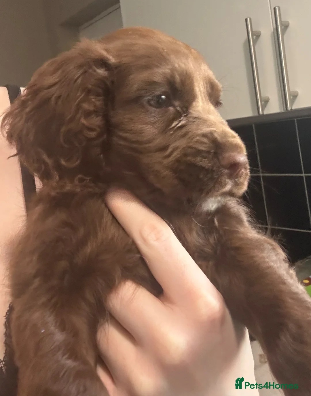 Cocker Spaniel dogs for sale: Cocker Spaniel  in Wallsend - Advert 2