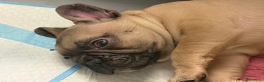 French Bulldog Puppy 3 