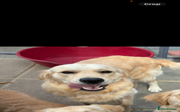 Golden Retriever dogs for stud: Golden retriever stud  - Image 2