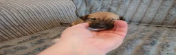 Mixed Breed dogs for sale: Lurcher pups - Advert 23