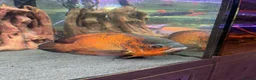 Cichlids fish for sale: Oscar fish and silver Arowana for sale - Advert 3