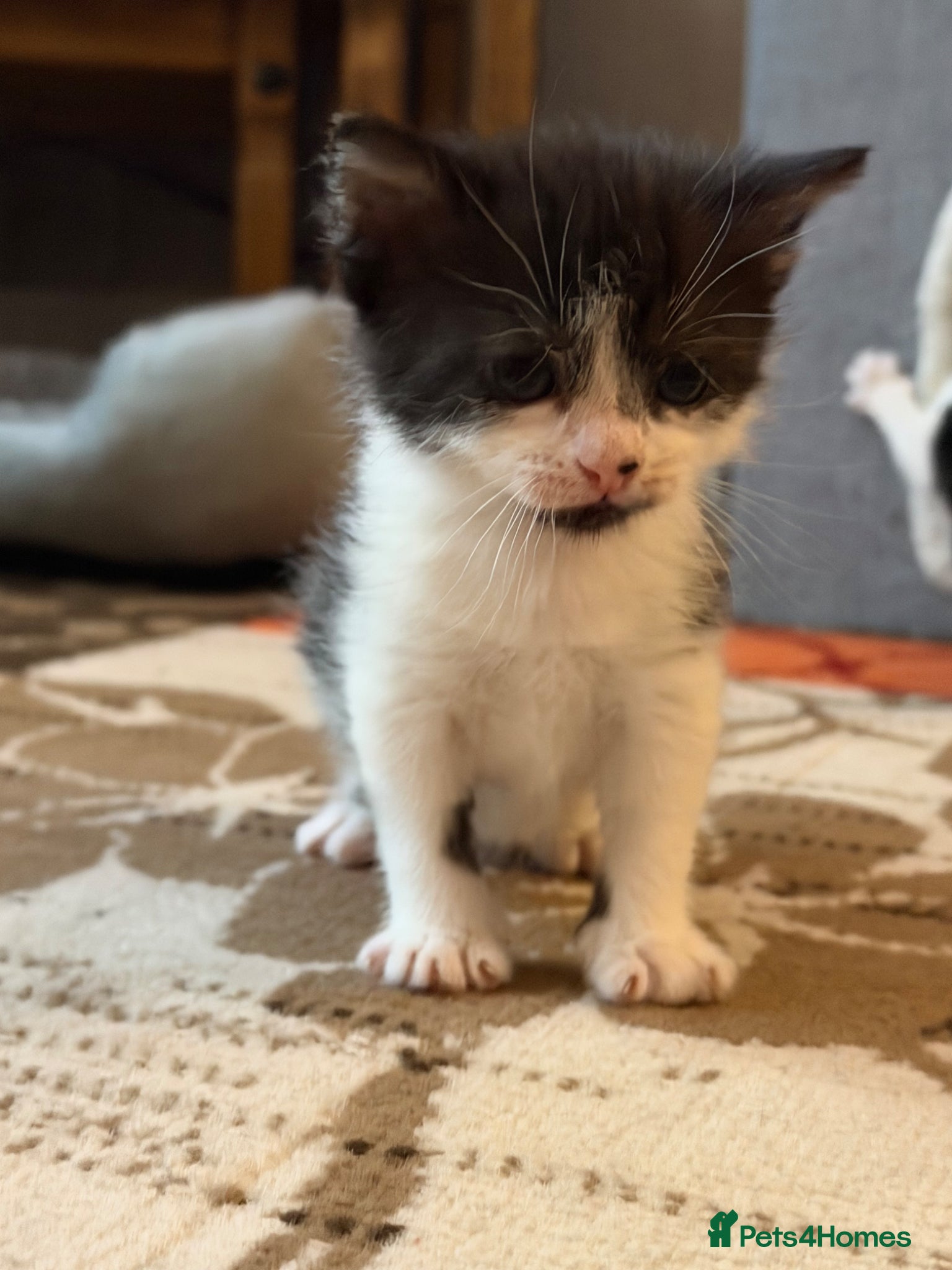 Mixed Breed cats for sale: Kittens for sale  - Advert 9