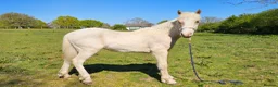Welsh Section D horses for sale: Palomino Welsh pb colt  - Advert 7